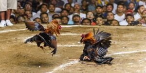 Đá gà cựa dao 69VN – Sân chơi đỉnh cao dành cho đam mê chiến kê